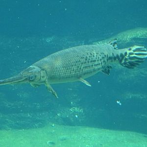 Shortnose Gar (?) at SeaWorld Orlando