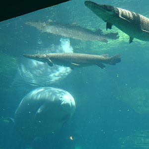 Alligator Gars and Manatee at SeaWorld Orlando