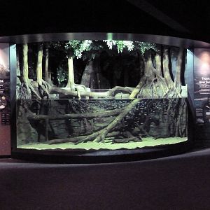 Tropical New Guinea Tank (New in 2014) - 4 Species