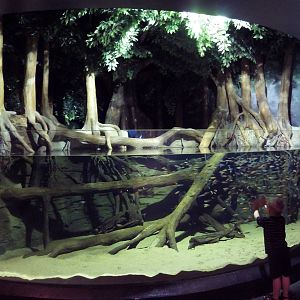 Tropical New Guinea Tank (New in 2014) - 4 Species