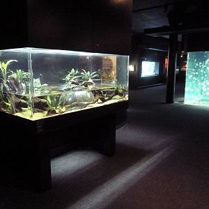 Largescale Foureyes Exhibit (New in 2014)