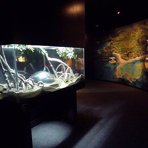 Slender Mudskipper Exhibit (New in 2014)