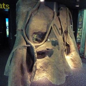 Tree Trunk Terrariums