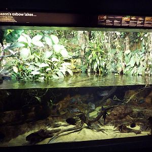 Amazon Mixed-Species Tank