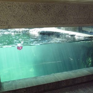 Sea Otter Exhibit - Underwater Viewing Area
