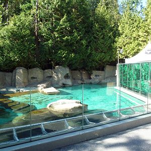 Harbour Porpoise Exhibit