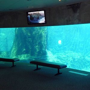 Arctic Canada - Beluga Whale Exhibit Viewing Window #1