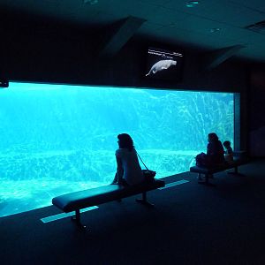 Arctic Canada - Beluga Whale Exhibit Viewing Window #2