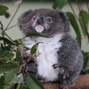 Baby Koala Archer