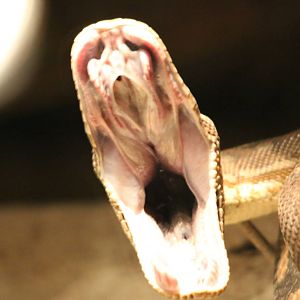 Snake Yawning - Reptile House