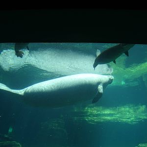 Manatee at SeaWorld Orlando