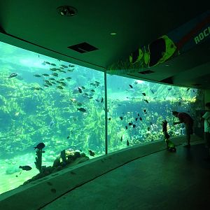 Sea Turtle Exhibit at SeaWorld Orlando