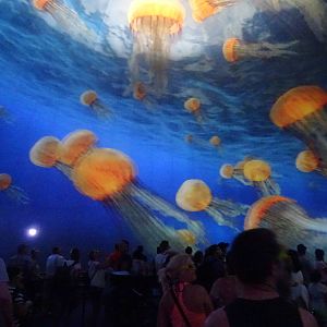 Turtle Trek 3D Movie at SeaWorld Orlando