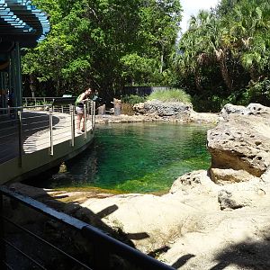 Manatee Exhibit From Above at SeaWorld Orlando