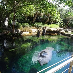 Manatee Exhibit From Above at SeaWorld Orlando