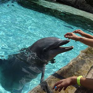 Dolphin Feeding at SeaWorld Orlando