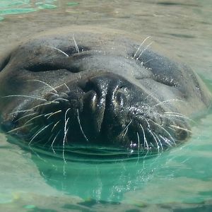 Sep. 2014 - North America - Harbor Seal