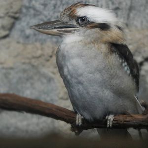 Aug. 2014 - Australia - Laughing Kookaburra