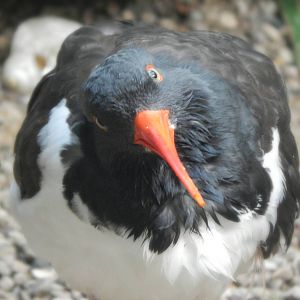 Sep. 2014 - Mahler Family Aviary - American Oystercatcher