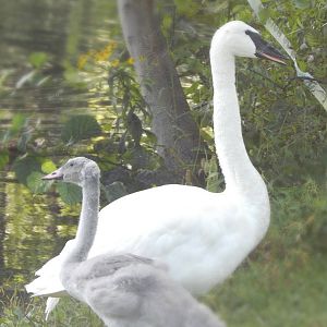 Aug. 2014 - Trumpeter Swans