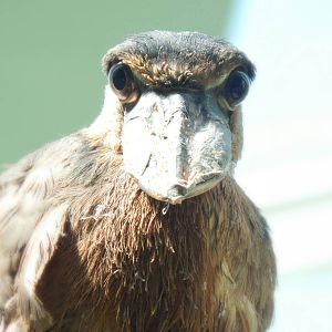 Aug. 2014 - Mahler Family Aviary - Boat-billed Heron