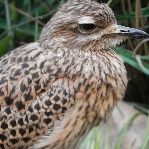Aug. 2014 - Mahler Family Aviary - Cape Thick Knee