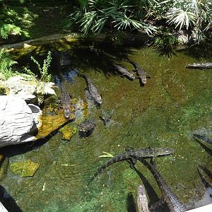 American Alligators at SeaWorld Orlando