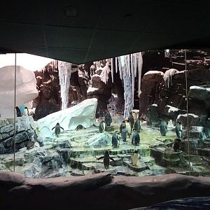Antarctica: Empire of the Penguin - Penguin Exhibit at SeaWorld Orlando
