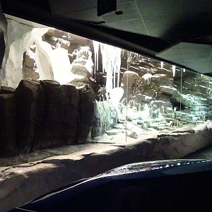 Antarctica: Empire of the Penguin - Penguin Exhibit at SeaWorld Orlando