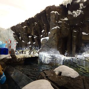 Antarctica: Empire of the Penguin - Penguin Exhibit at SeaWorld Orlando