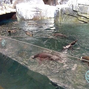 Antarctica: Empire of the Penguin - Penguin Exhibit  Underwater Viewing Win