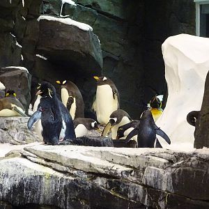 Antarctica: Empire of the Penguin - Penguin Exhibit at SeaWorld Orlando