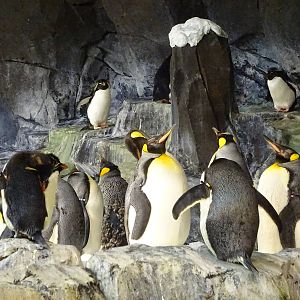 Antarctica: Empire of the Penguin - Penguin Exhibit at SeaWorld Orlando