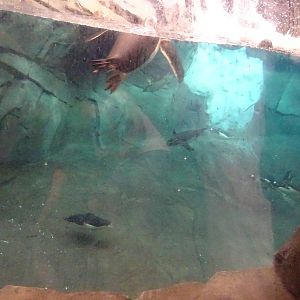 Antarctica: Empire of the Penguin - Penguin Exhibit Underwater Viewing at S