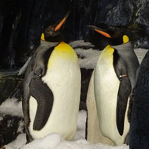 King Penguins at SeaWorld Orlando