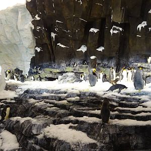 Antarctica: Empire of the Penguin - Penguin Exhibit at SeaWorld Orlando