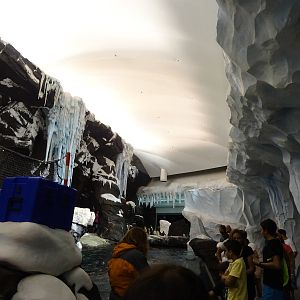 Antarctica: Empire of the Penguin - Penguin Exhibit at SeaWorld Orlando