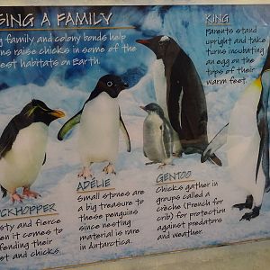 Antarctica: Empire of the Penguin - Penguin Sign at SeaWorld Orlando