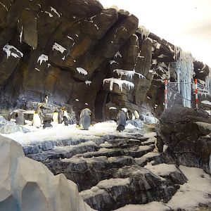 Antarctica: Empire of the Penguin - Penguin Exhibit at SeaWorld Orlando