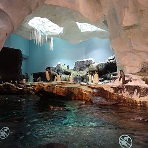 Antarctica: Empire of the Penguin - Penguin Exhibit at SeaWorld Orlando