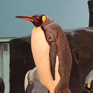 King Penguin at SeaWorld Orlando