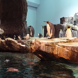 Antarctica: Empire of the Penguin - Penguin Exhibit at SeaWorld Orlando