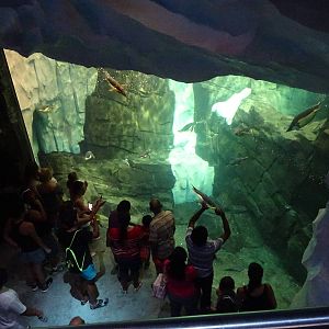 Antarctica: Empire of the Penguin - Penguin Exhibit Underwater Viewing at S