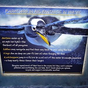 Antarctica: Empire of the Penguin - Penguin Sign at SeaWorld Orlando