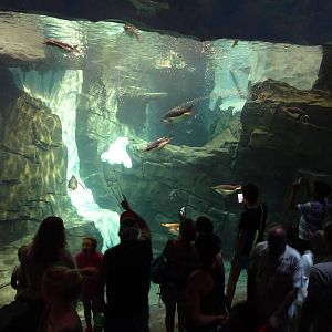 Antarctica: Empire of the Penguin - Penguin Exhibit Underwater Viewing at S