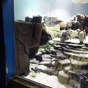Antarctica: Empire of the Penguin - Penguin Exhibit at SeaWorld Orlando