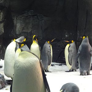King Penguins at SeaWorld Orlando