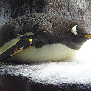 Gentoo Penguin at SeaWorld Orlando