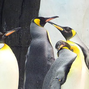 King Penguins at SeaWorld Orlando