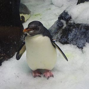 Rockhopper Penguin at SeaWorld Orlando